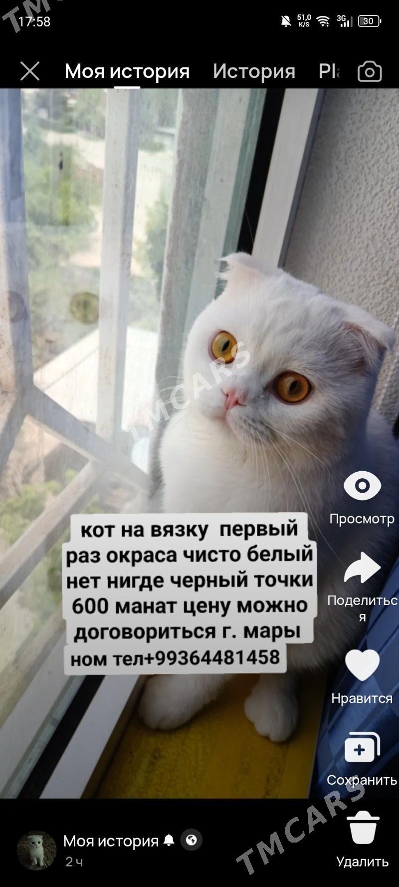 кот на вязку kopeltmek uc - Mary - img 3