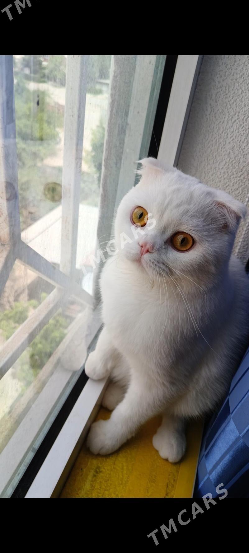 кот на вязку kopeltmek uc - Mary - img 2