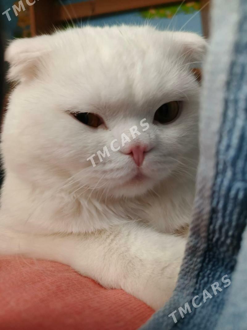 кот на вязку kopeltmek uc - Mary - img 4