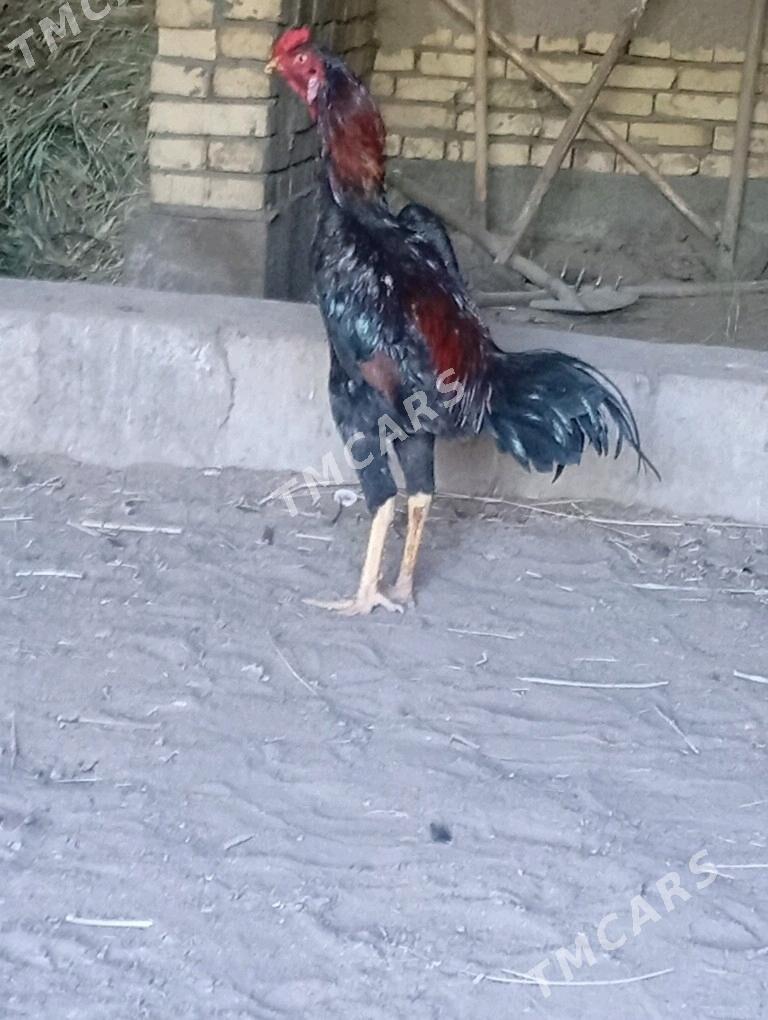 horaz - Daşoguz - img 7