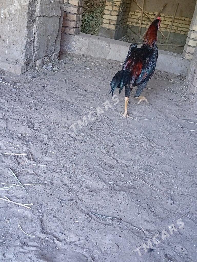 horaz - Daşoguz - img 6