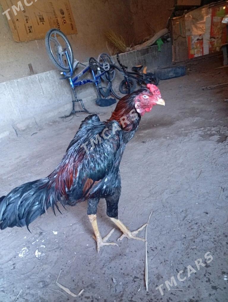 horaz - Daşoguz - img 3