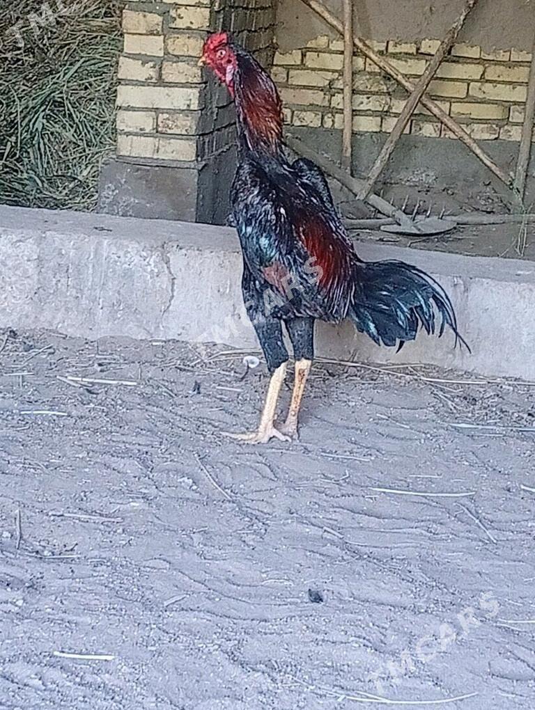 horaz - Daşoguz - img 2