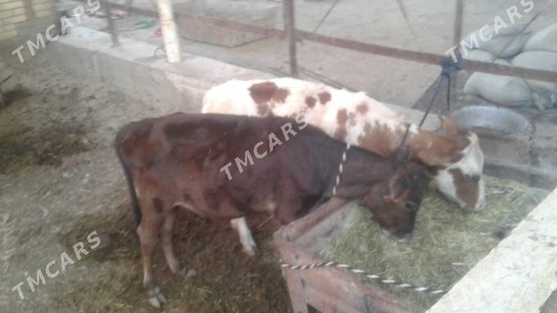 Гулажын 5саны - Мары - img 2