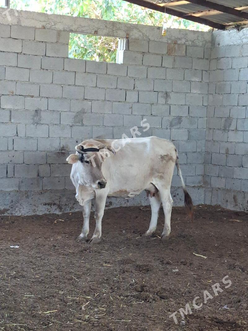 Şwet Gõleli sygyr - Garadamak - img 2