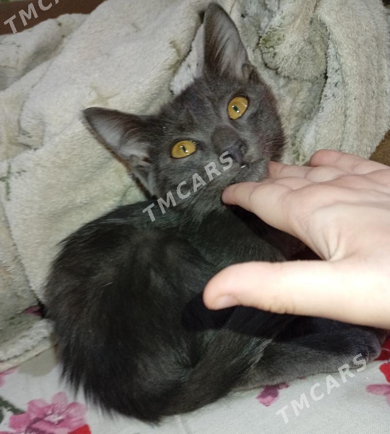 котёнок - Türkmenabat - img 2