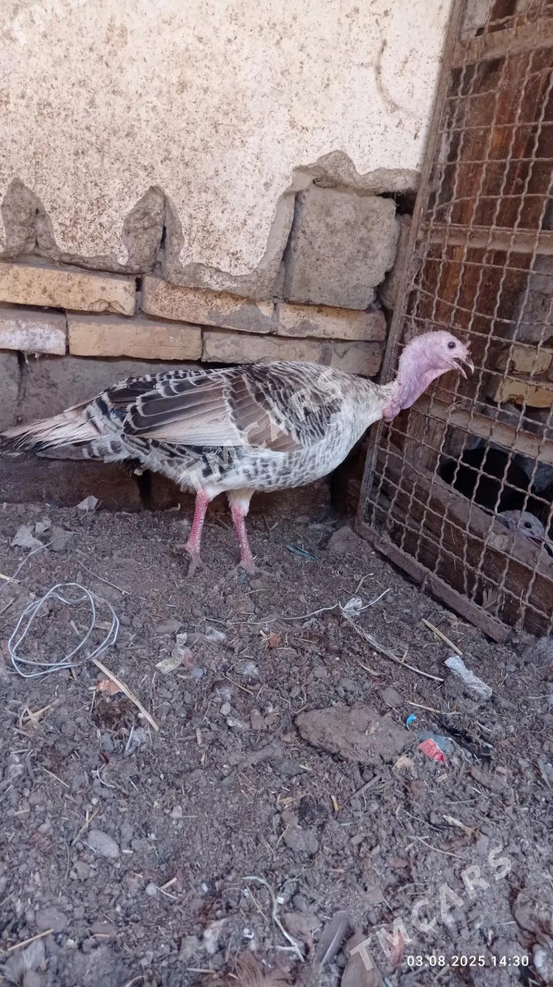 semiz induklar. - Türkmenabat - img 3