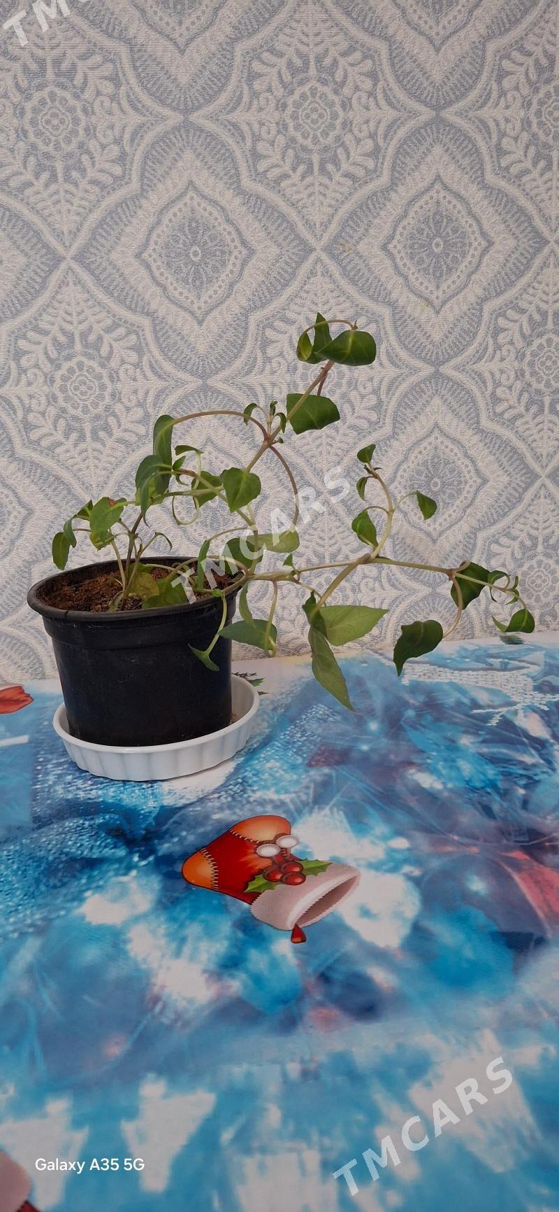 растения излишки - 2 mkr - img 4