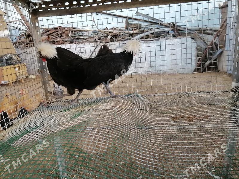fizan - Çoganly - img 3