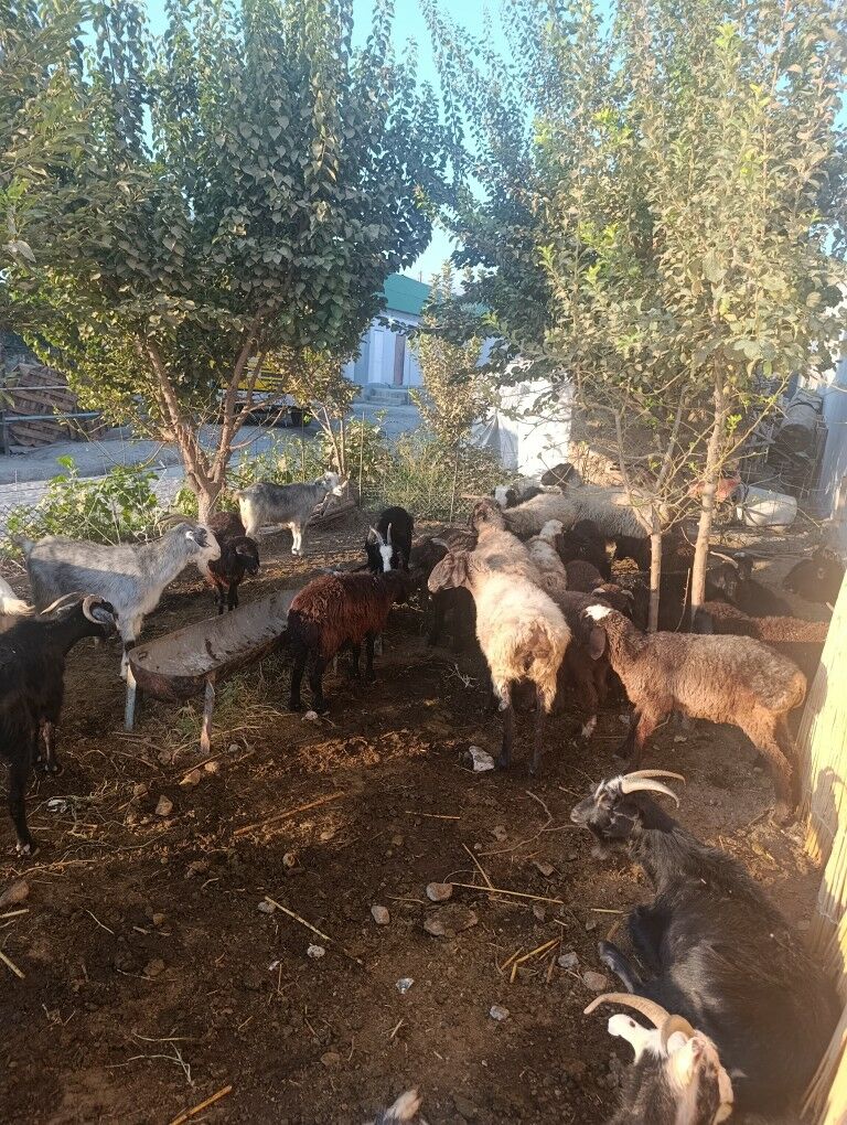 goyun geci - Багир - img 5