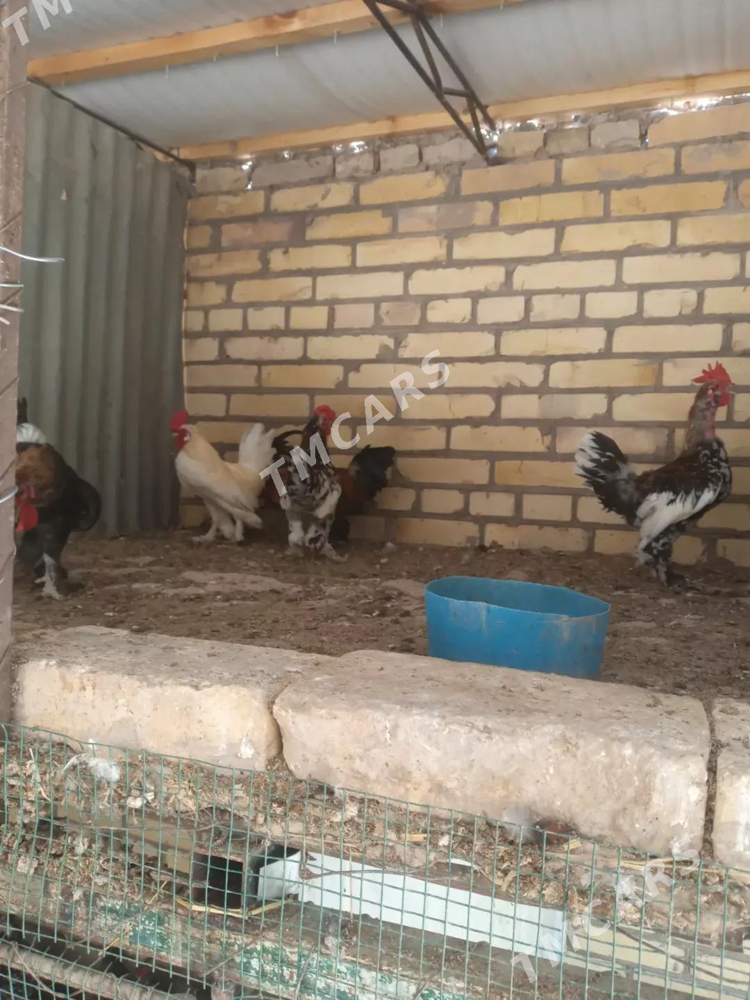 yaponcik horazlar - Çärjew - img 2