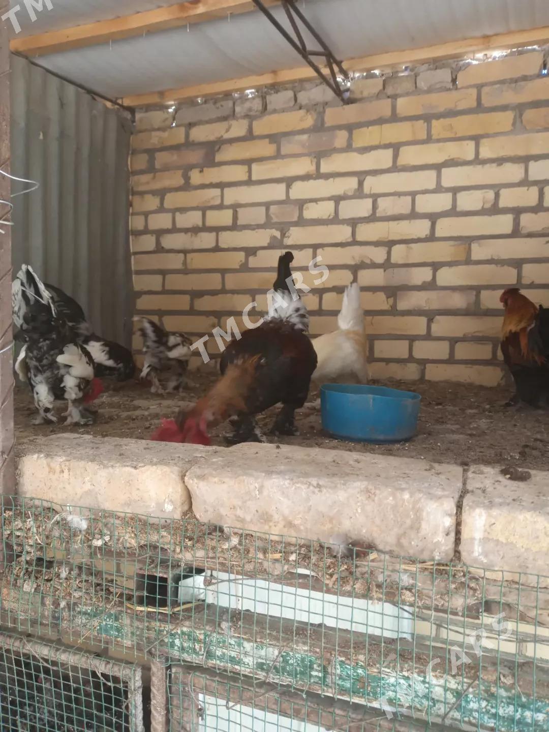 yaponcik horazlar - Çärjew - img 3