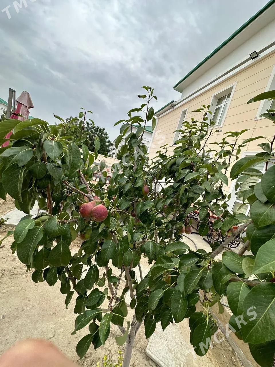 Cyzgy Kattej - Aşgabat - img 6