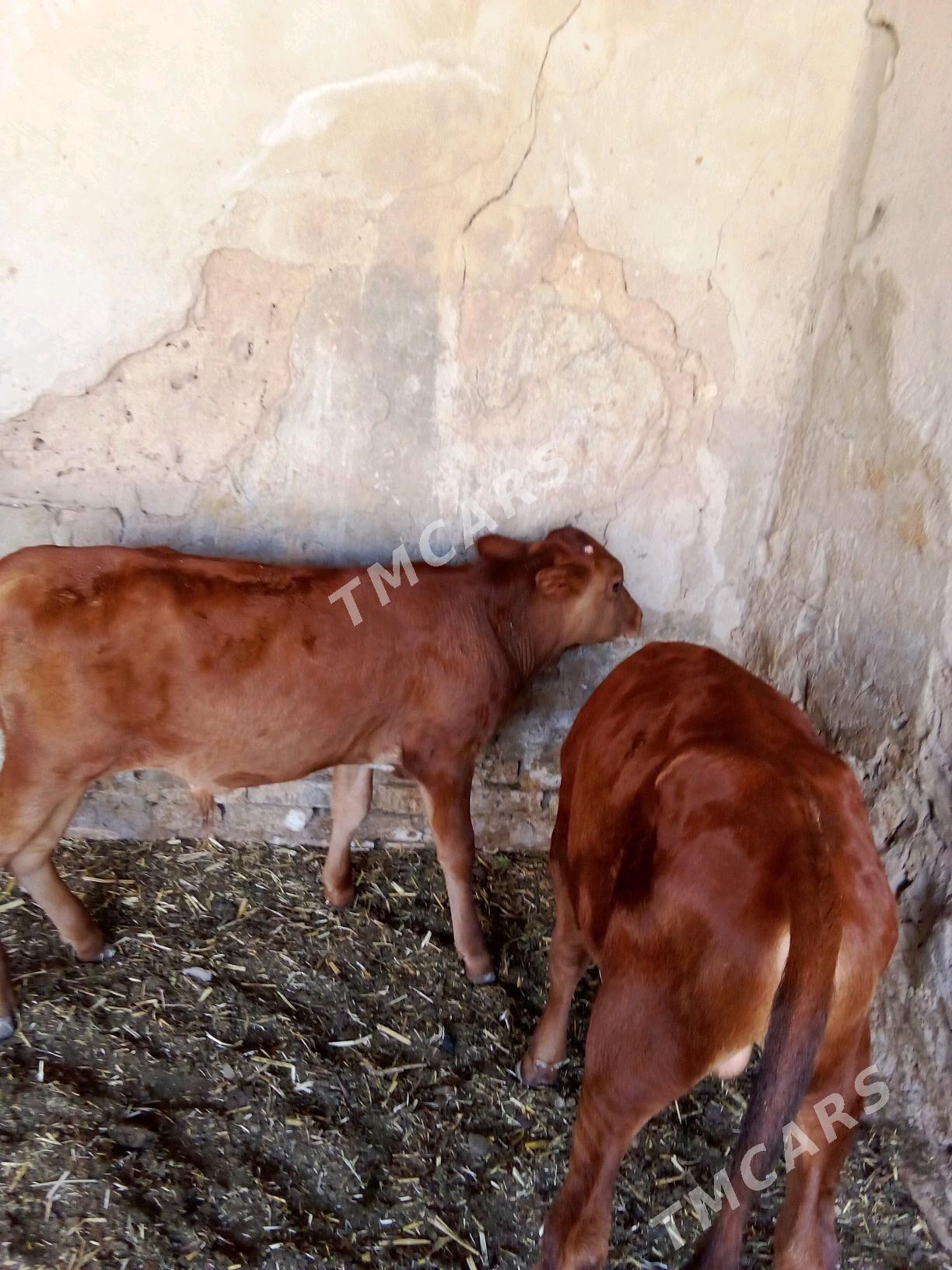 Göle - Mary - img 2