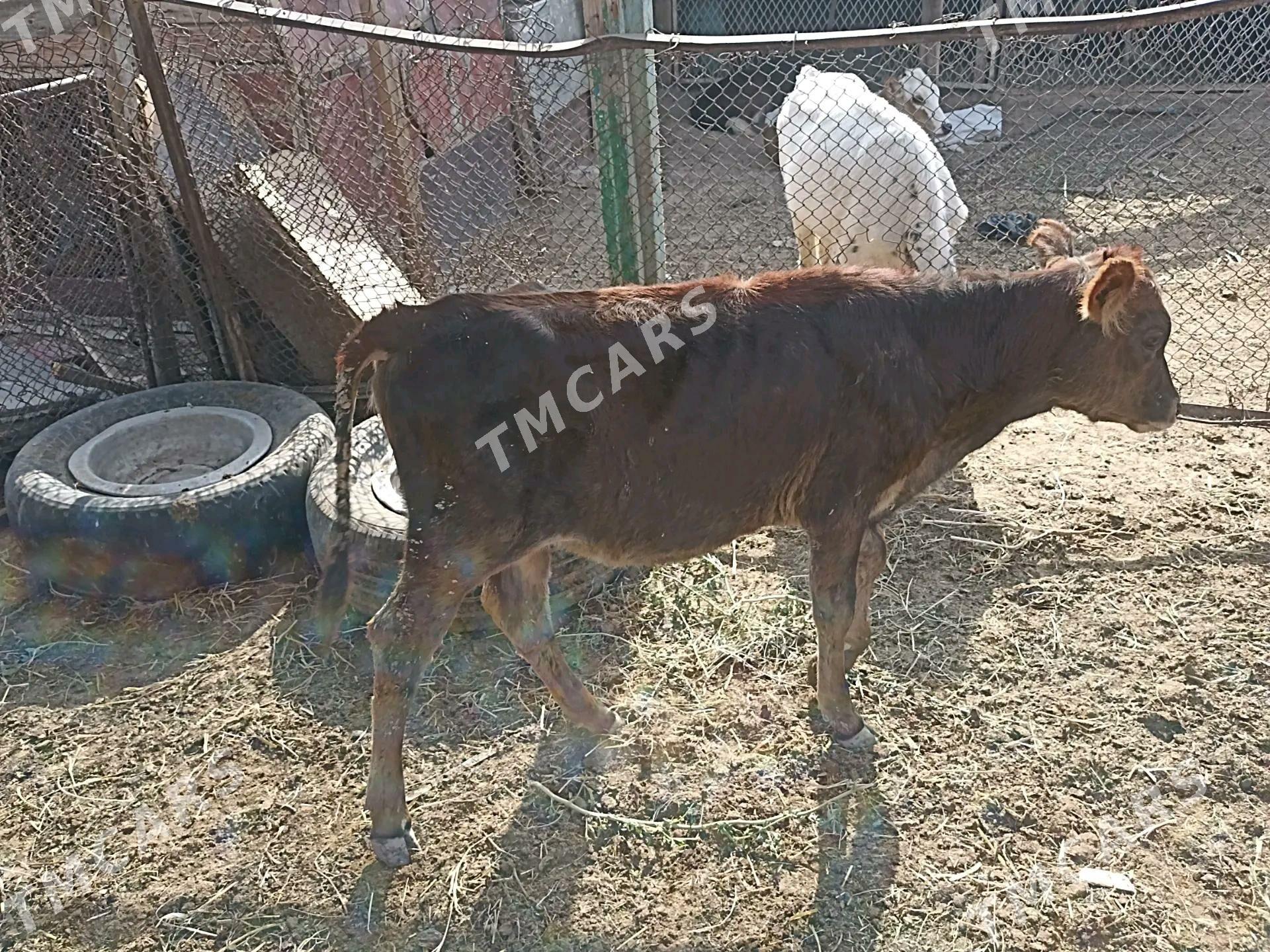 sygyr - Туркменбаши - img 2