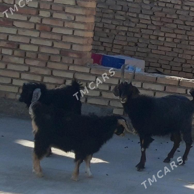 çebiş - Kaka - img 3
