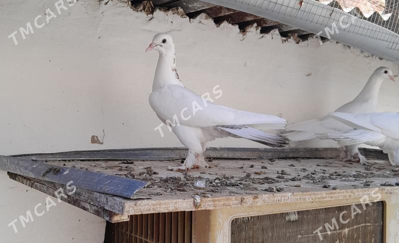kepderi - Hitrowka - img 5