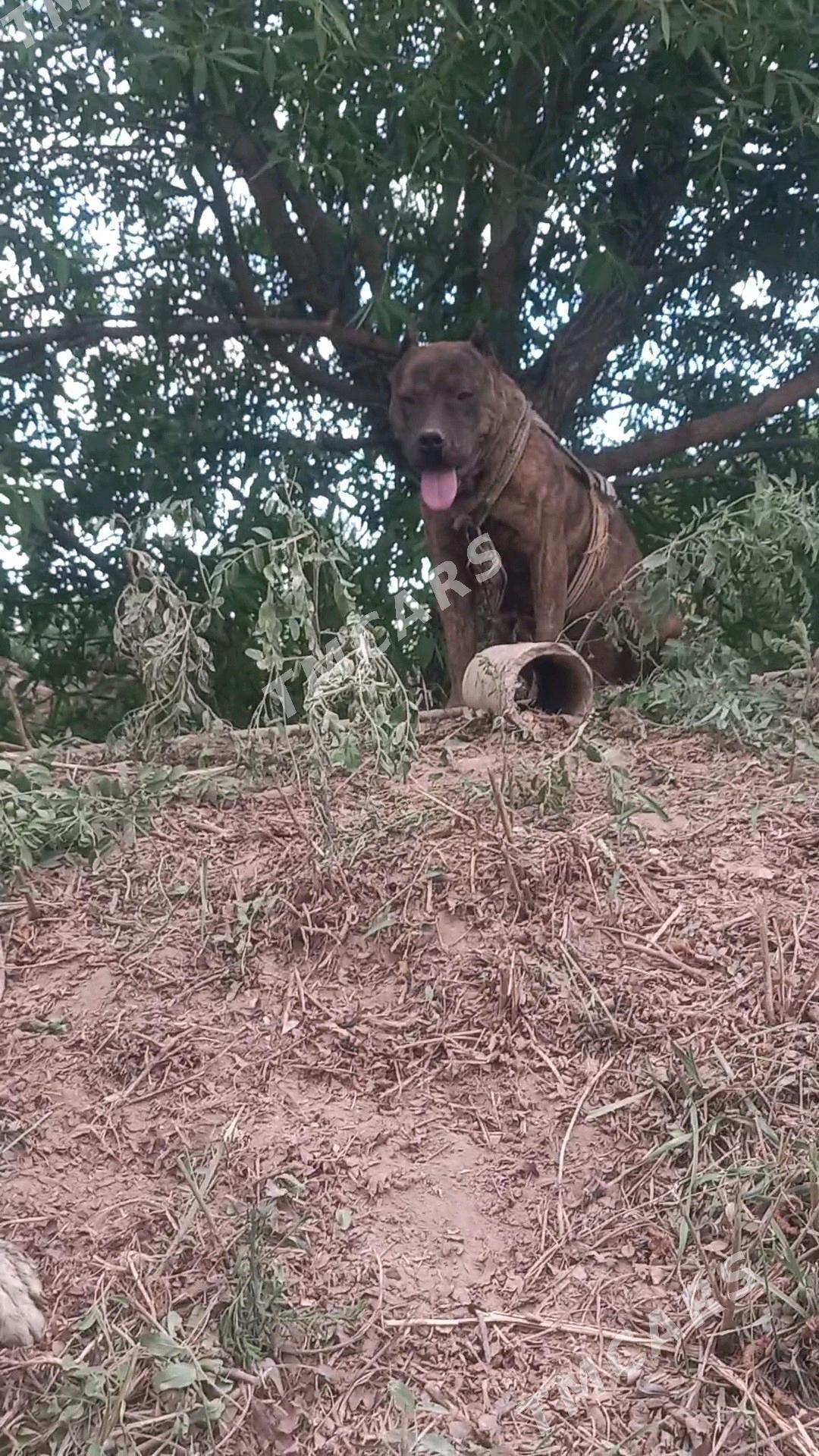 ĺpitbul - Губадаг - img 2