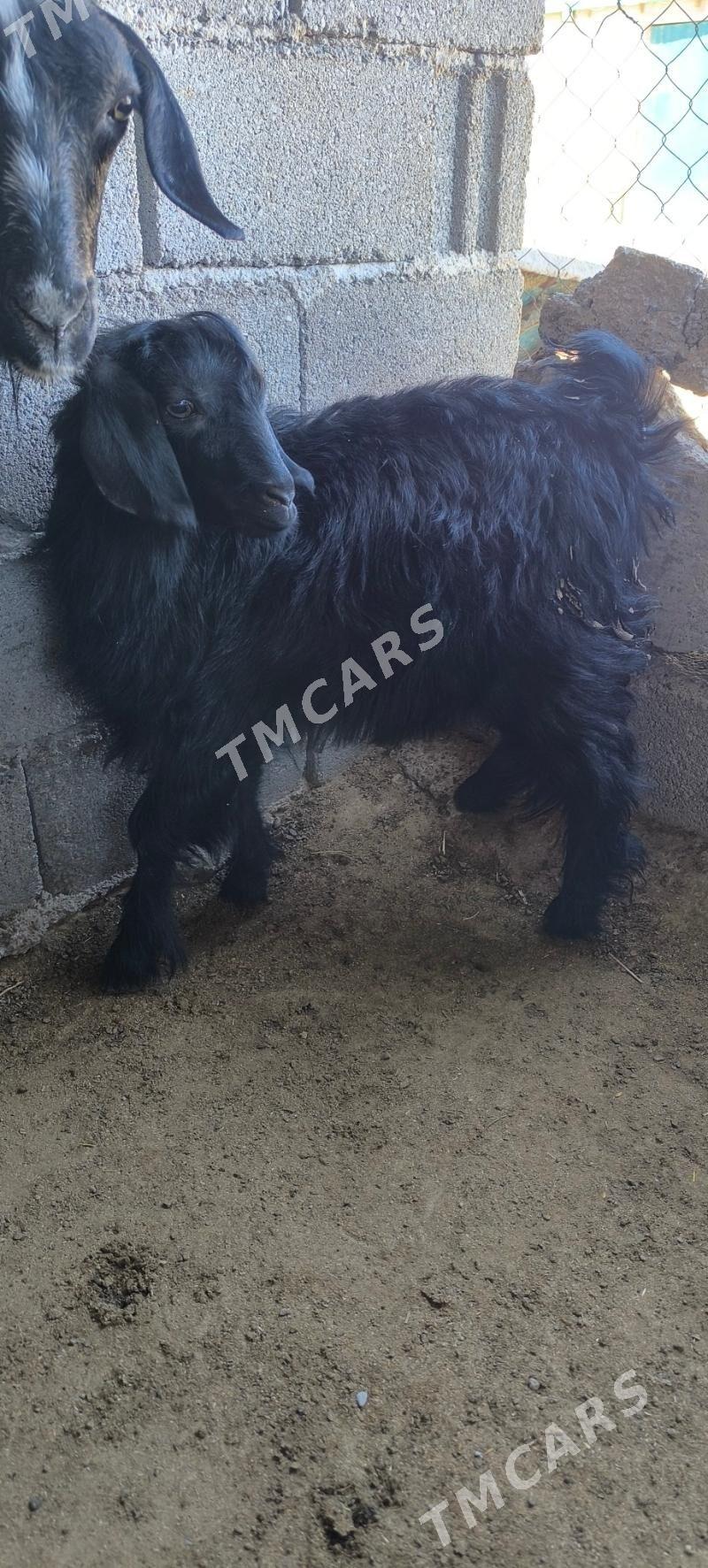 ŸAŞ TEKELER ARASSA MALLAR - Гуртли - img 2