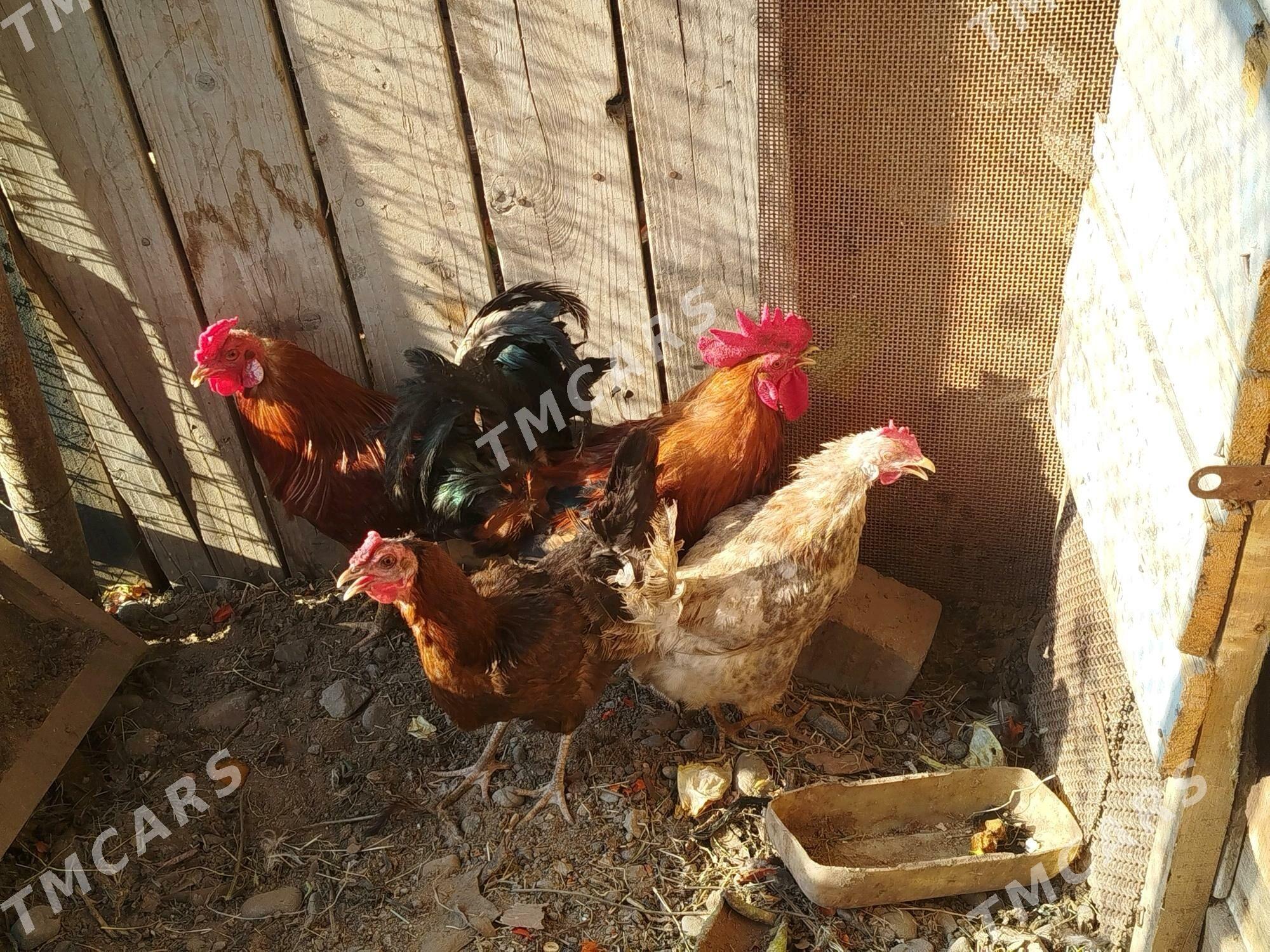 Tovuk - Türkmenbaşy - img 2