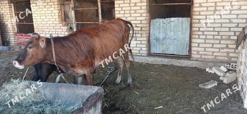 göle sygyr - Murgap - img 3
