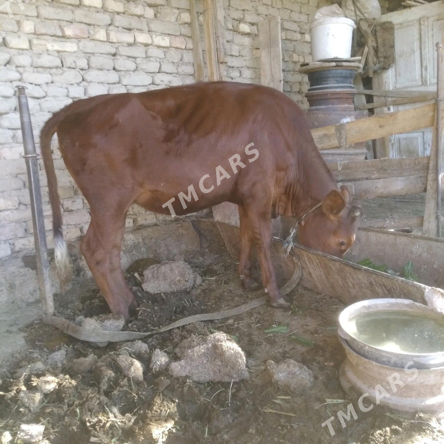 Gulajyn gole - Wekilbazar - img 4