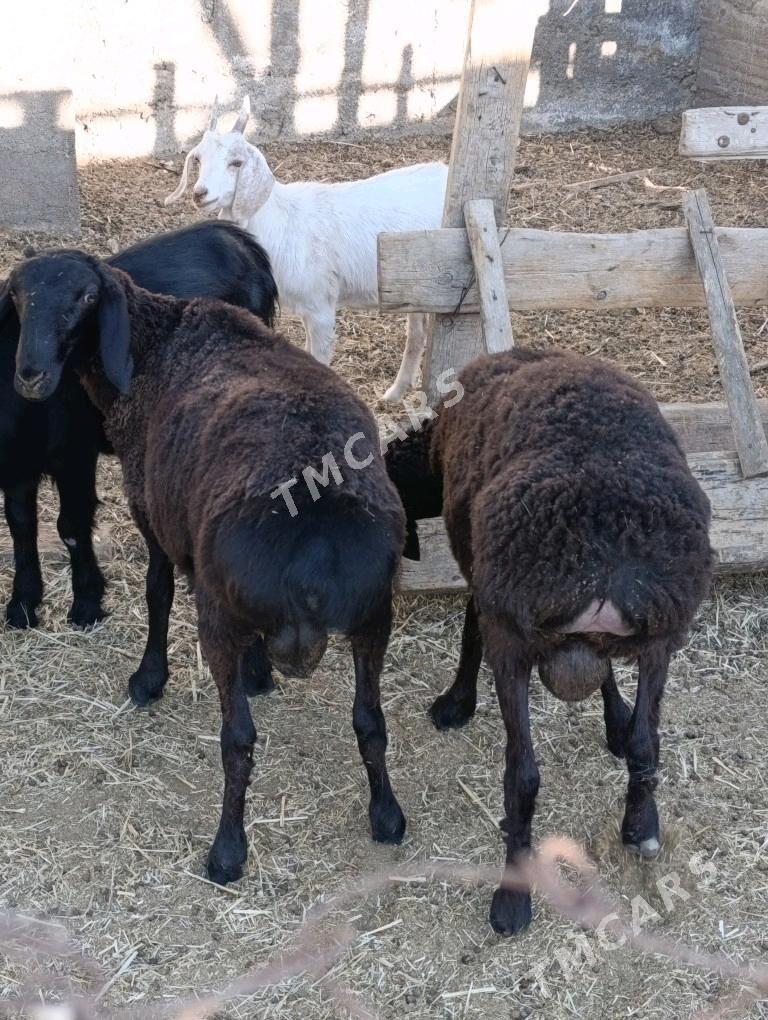 Tokly gisar goçlar - Bagyr - img 2