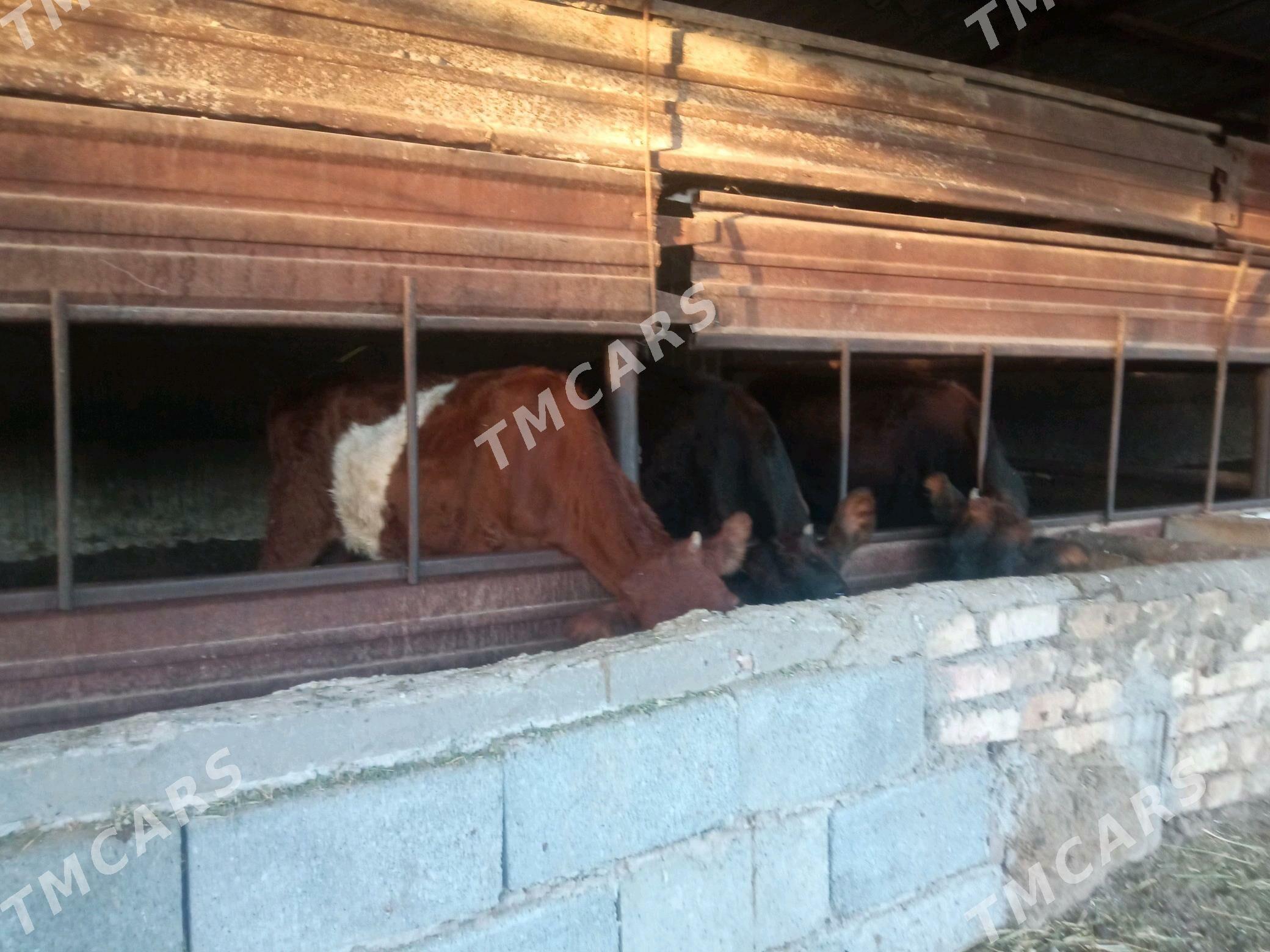 3 tuwe - Бузмеин - img 7