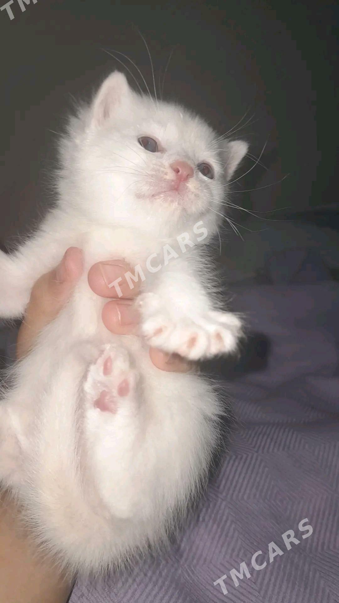 шотландский котята - Туркменабат - img 2