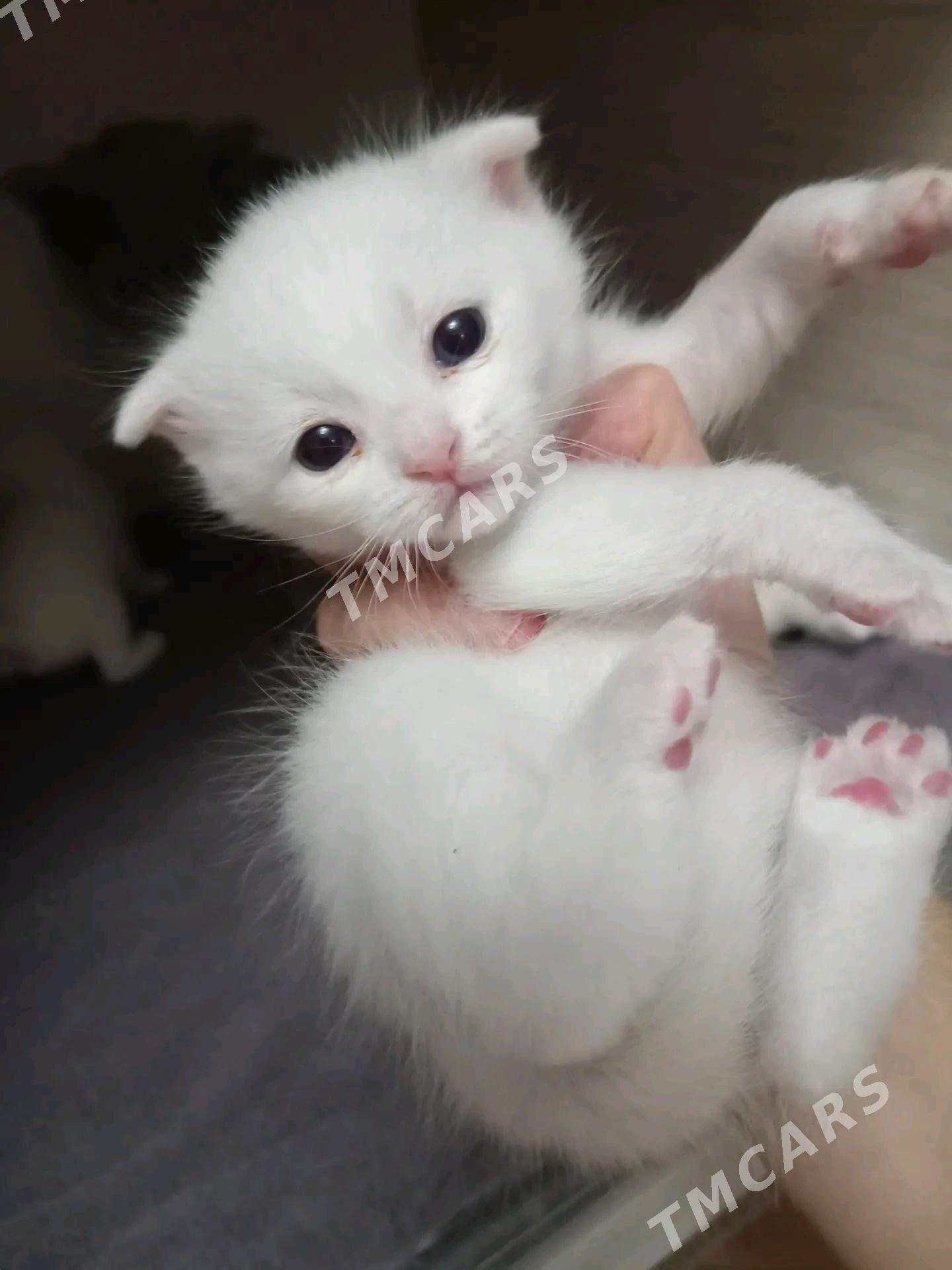 шотландский котята - Туркменабат - img 3