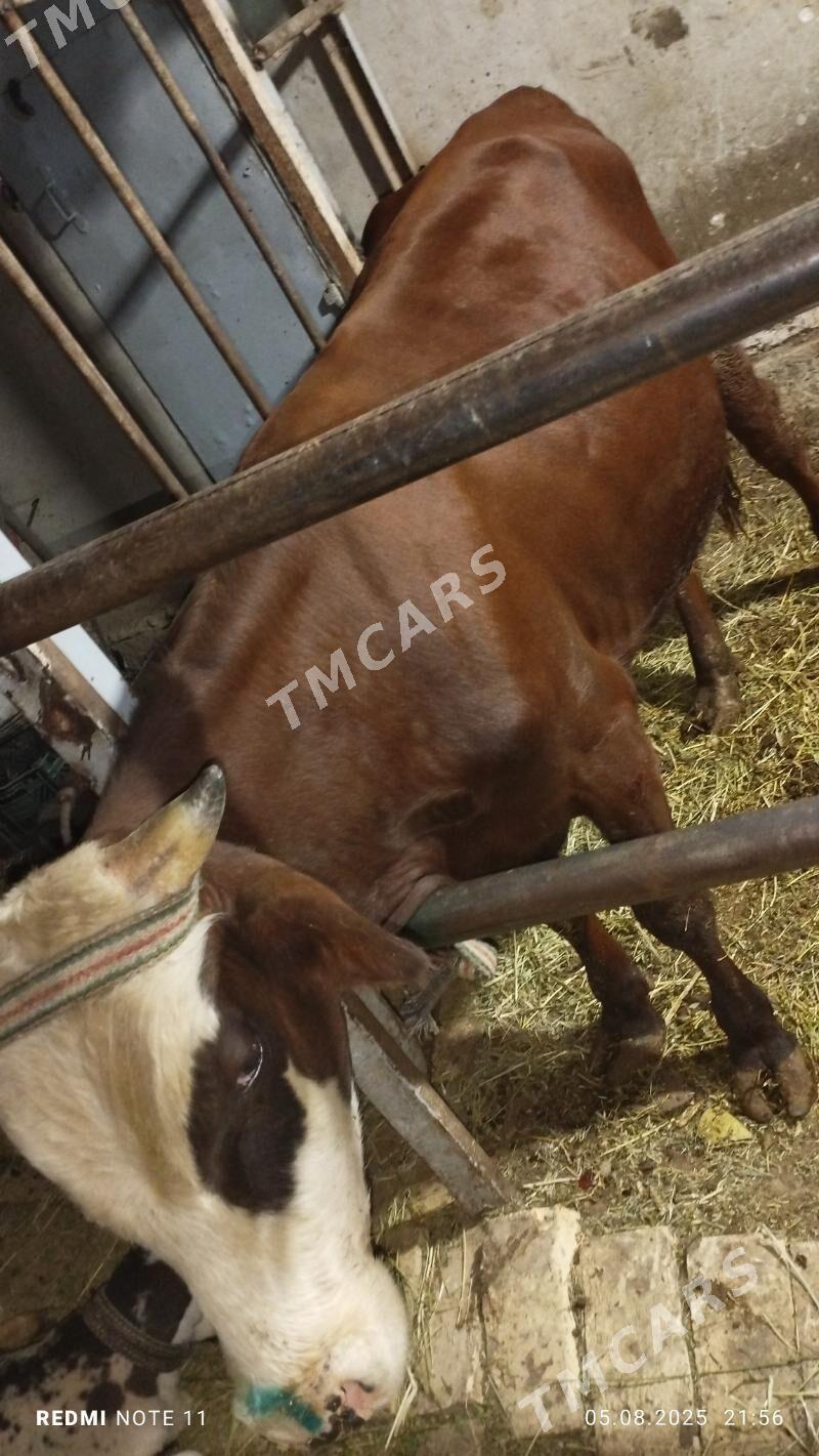 окуз - Türkmenabat - img 2