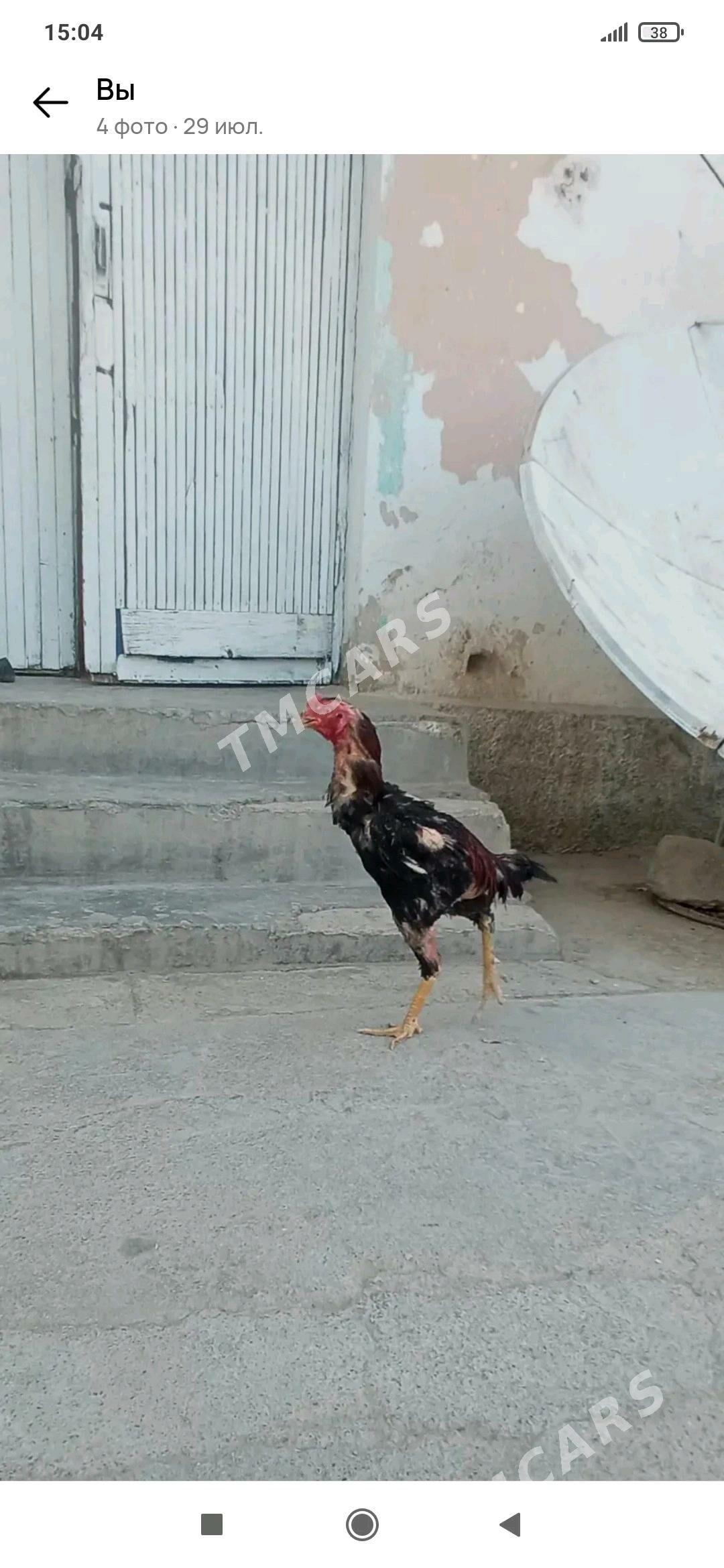 taşkent horaz - Büzmeýin - img 3