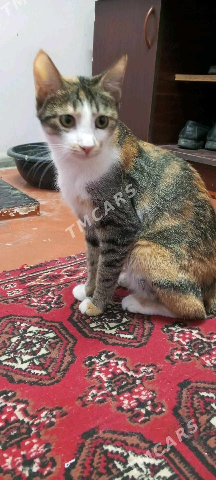 arassa pişik - Дашогуз - img 2