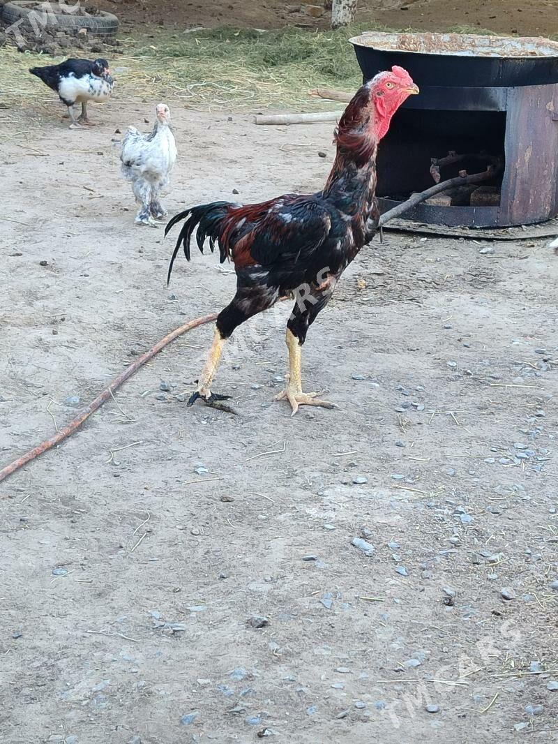 tasgent horaz - Aşgabat - img 2