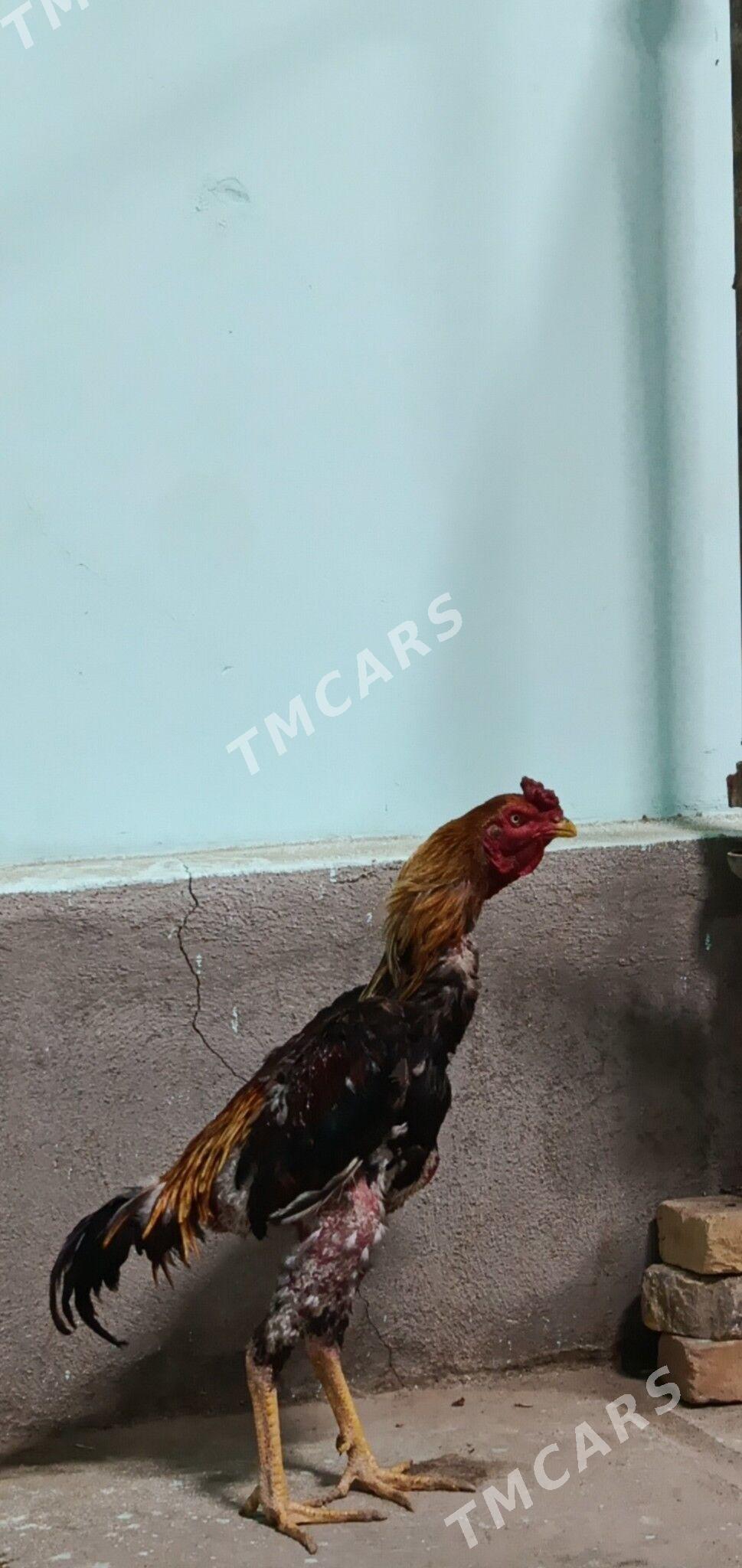 Baýsow horaz - Türkmenabat - img 3