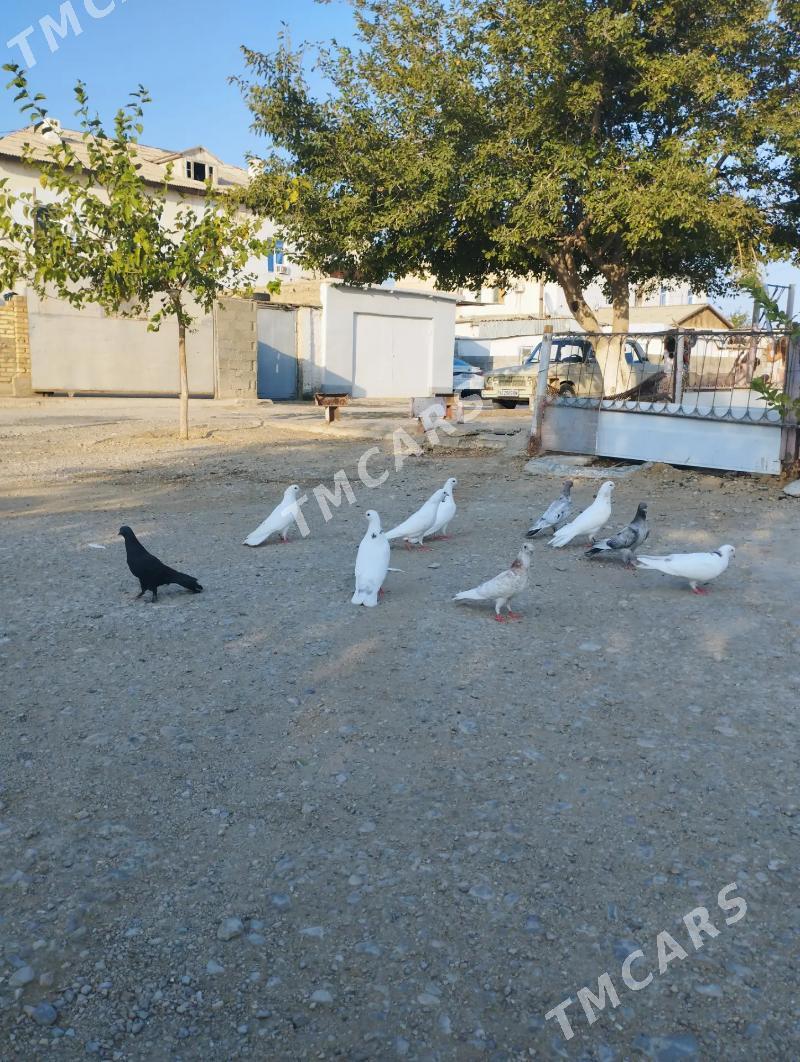 Satlyk kepderi - Balkanabat - img 2