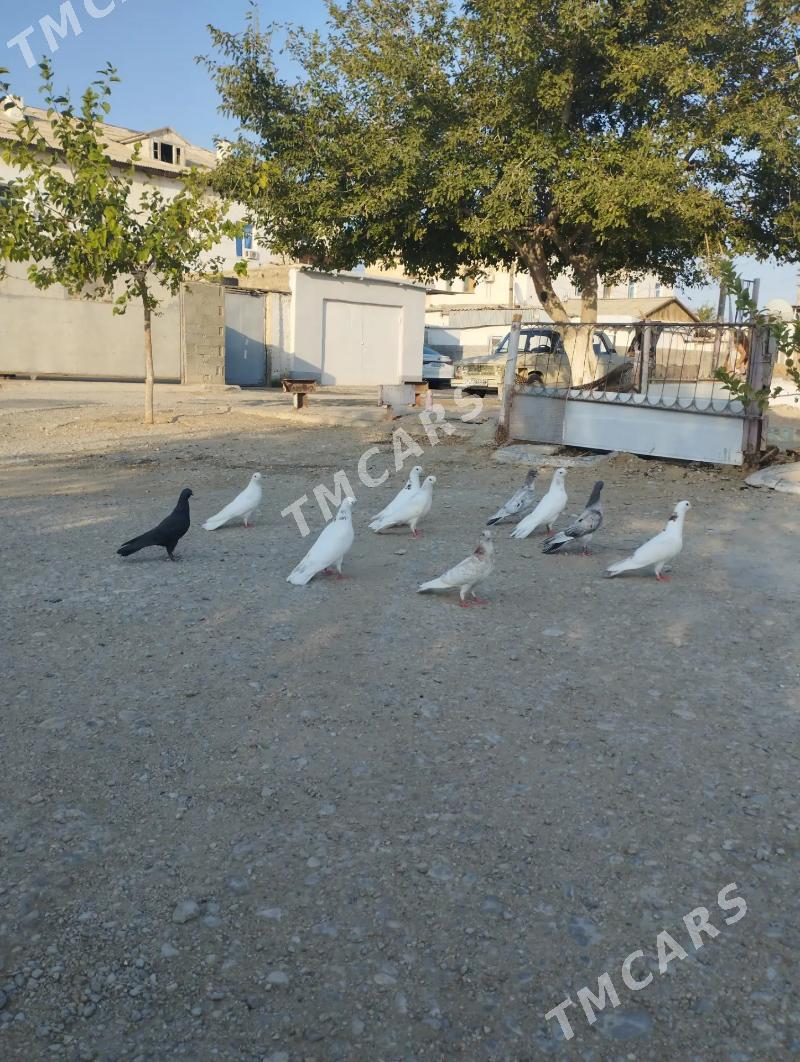 Satlyk kepderi - Balkanabat - img 4