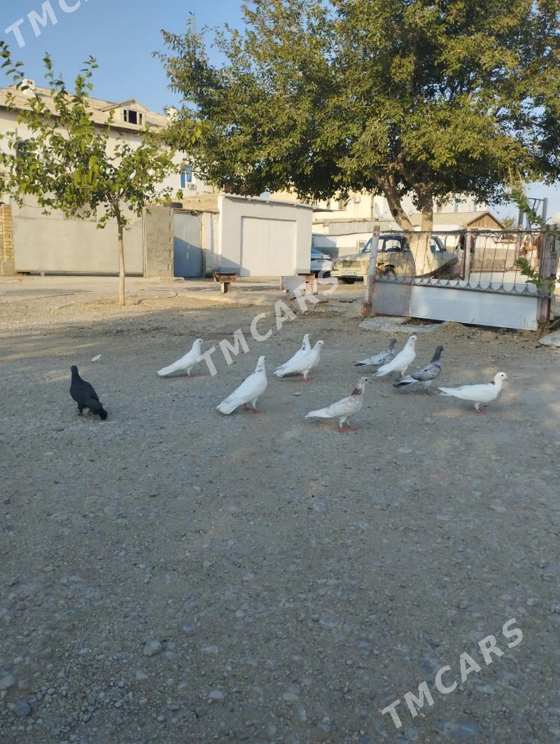 Satlyk kepderi - Balkanabat - img 3
