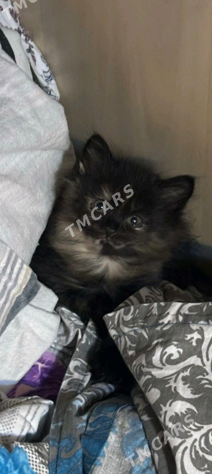 котята - Ашхабад - img 2