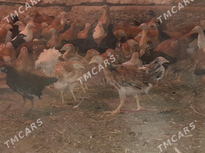 tejen paroda towuk juyjeler - Сакарчага - img 3