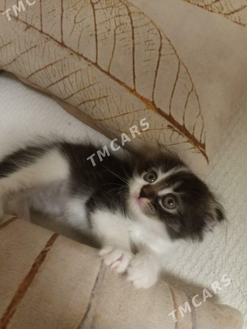 котята - Ашхабад - img 2
