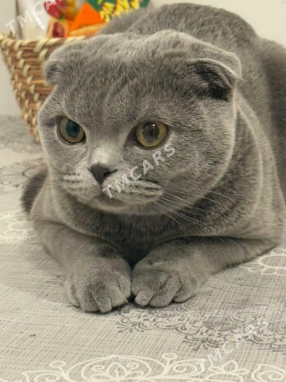 шотландская вислоухая кошка - Ашхабад - img 2