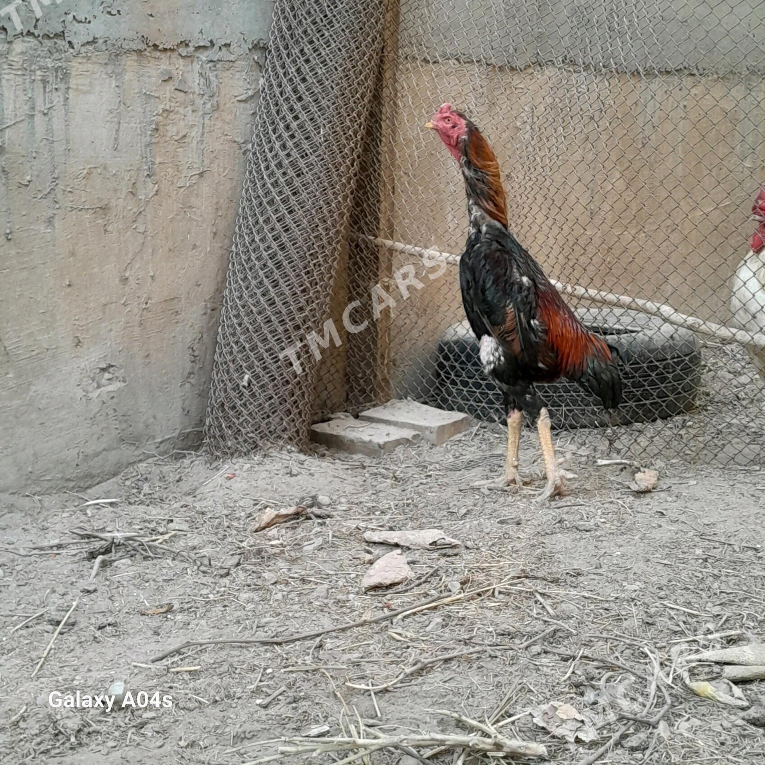 baysy - Саят - img 2