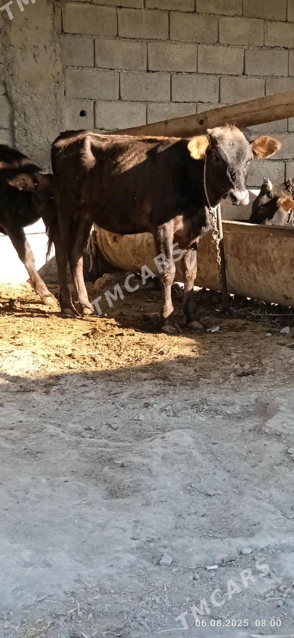 Şiwes öküz - Bäherden - img 1