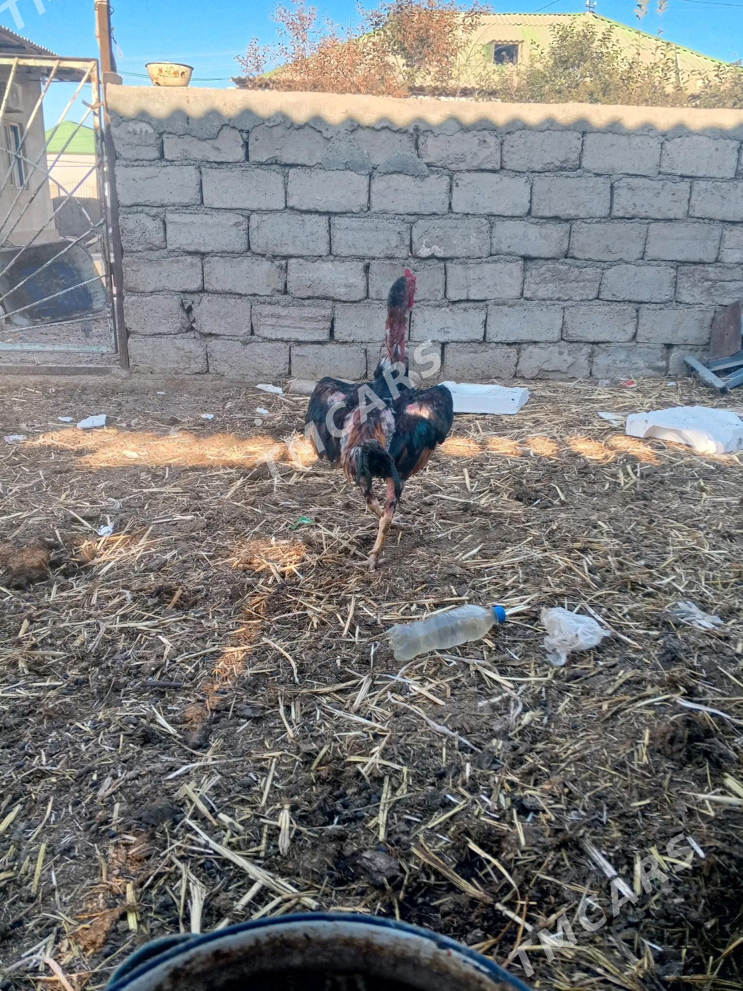 Taşkent - Änew - img 2