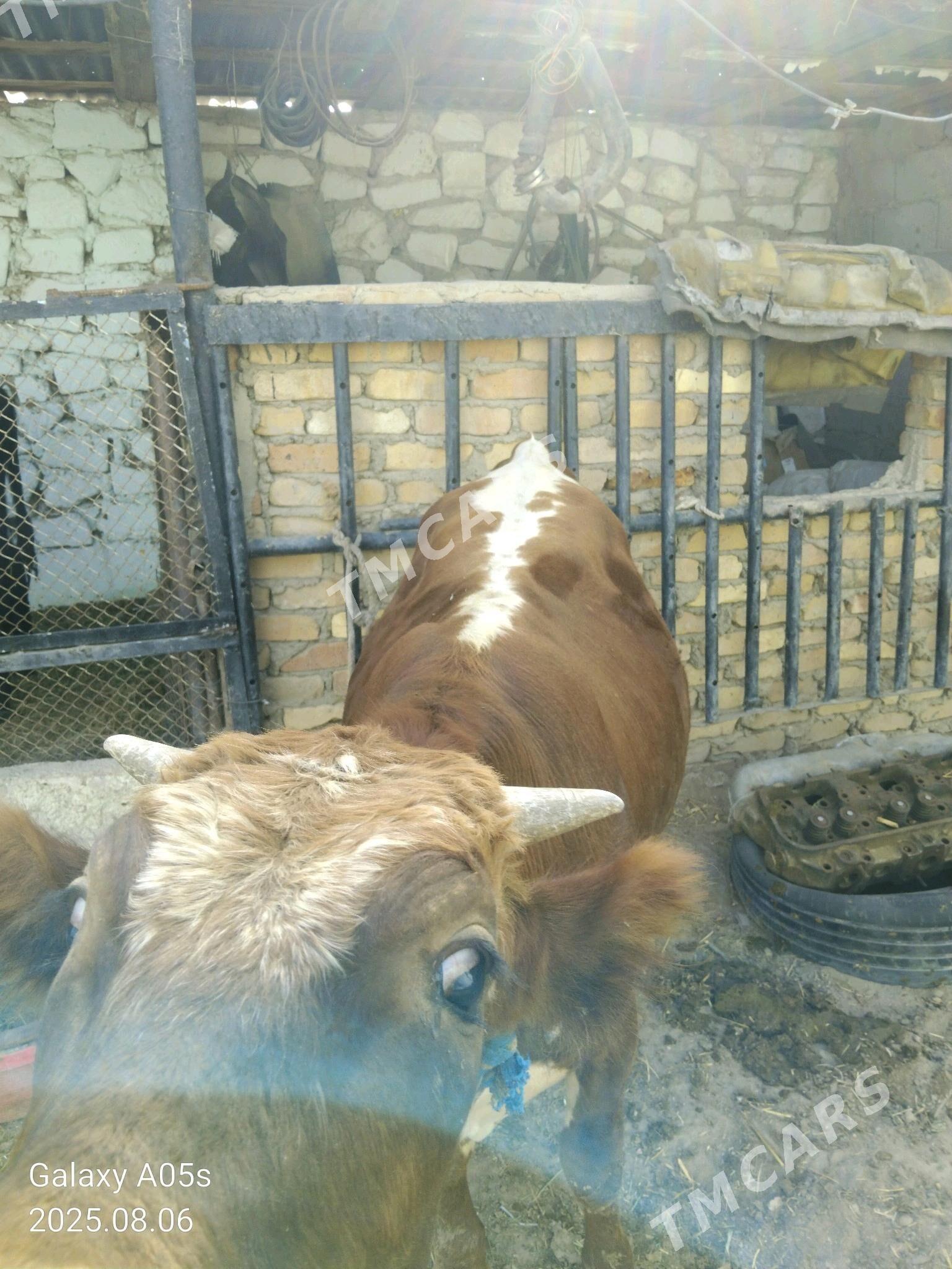 Öküz - Jebel - img 3