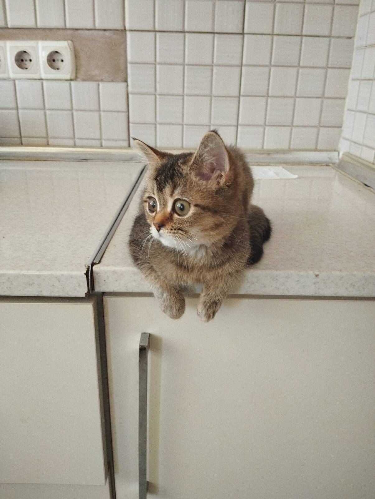 котенок - Aşgabat - img 2