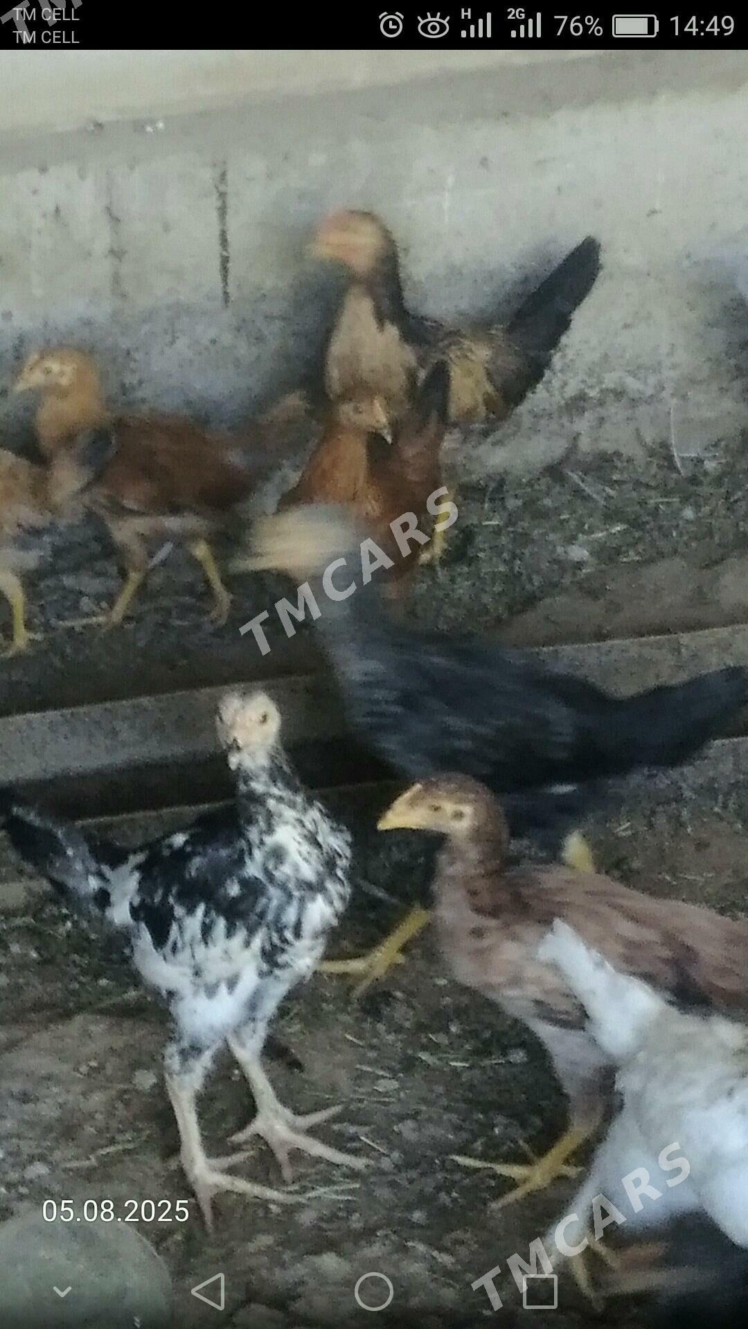 Towuklar - Türkmenabat - img 2