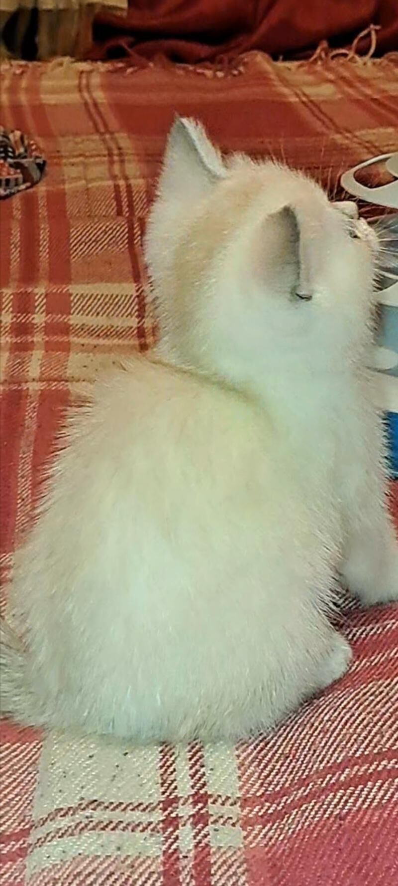 шотландские котята - Ашхабад - img 7