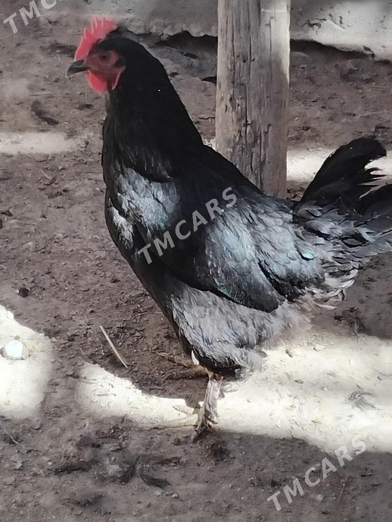 TOWUKLAR - Сакар - img 5